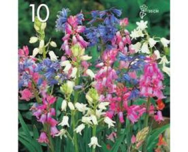 Синчец Hyacinthoides микс